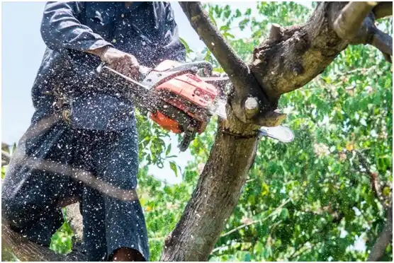 tree services Hollow Rock